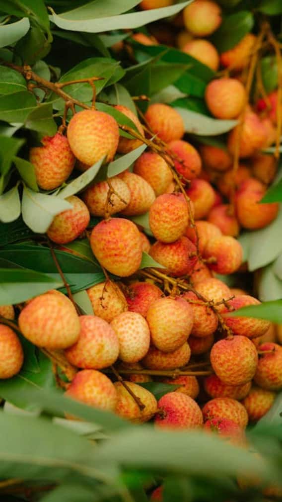 किस तरह की लीची में होते हैं सफेद कीड़े?