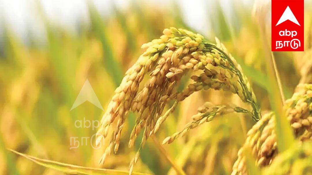 குறுவை சிறப்புத் தொகுப்பு திட்டம்! விவசாயிகளுக்கு மானியம், விதை, மண் வளத்தை பெருக்கும் திட்டம்!