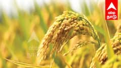 குறுவை சிறப்புத் தொகுப்பு திட்டம்! விவசாயிகளுக்கு மானியம், விதை, மண் வளத்தை பெருக்கும் திட்டம்!