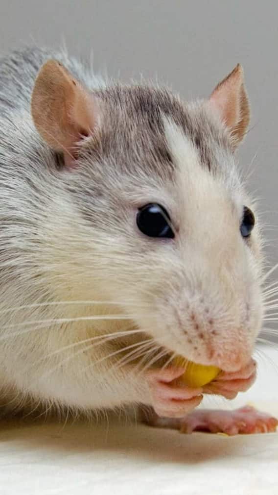 माउस और रैट में क्या अंतर होता है?