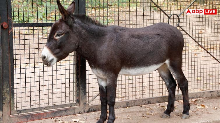 गधे की किन-किन चीजों को बेचता है पाकिस्तान, किस काम आती हैं ये चीजें Which donkey items does Pakistan sell and what are these items used for गधे की किन-किन चीजों को बेचता है पाकिस्तान, किस काम आती हैं ये चीजें