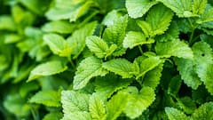 Mint Leaves : पुदिनाच्या पानांचा असा वापर करा आणि वाढलेले वजन झपाट्याने कमी करा!