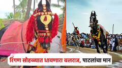 आषाढीच्या रिंगण सोहळ्यात धावणारा 'बलराज' अश्व निघाला; 40 वर्षांपासून सेवा, मोहिते पाटलांना मान