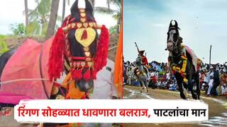 आषाढीच्या रिंगण सोहळ्यात धावणारा 'बलराज' अश्व निघाला; 40 वर्षांपासून सेवा, मोहिते पाटलांना मान