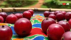 छोटे लभेर के बड़े फायदे गांवों में मिलने वाला अनोखा फल ‘इंडियन चेरी’, जिसे खाकर याद आ जाए पान