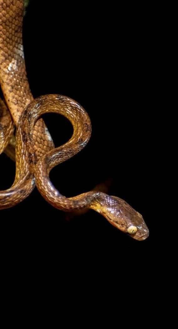 क्या सांप के काटने से भी आता है हार्ट अटैक?