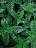 Mint Leaves : पुदिनाच्या पानांचा असा वापर करा आणि वाढलेले वजन झपाट्याने कमी करा!