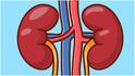 Kidney Health : కిడ్నీని ఆరోగ్యంగా ఉంచే అలవాట్లు ఇవే.. మూత్రపిండాల్లో రాళ్లు రాకుండా ఇవి హెల్ప్ చేస్తాయట