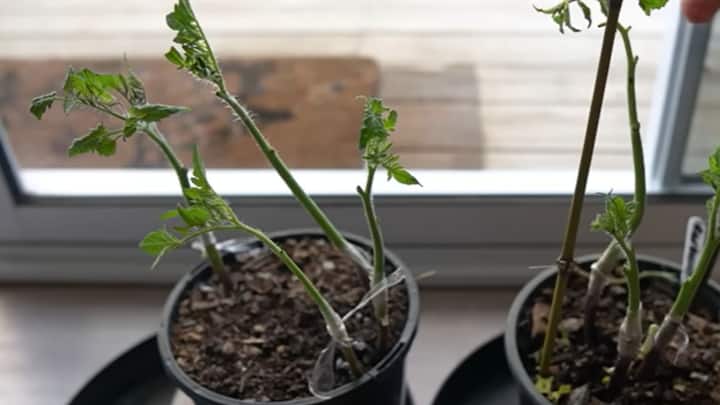 এক্ষেত্রে প্রথমে আলু ও টমেটো চারা পৃথক ভাবে বসাতে হয়। সেগুলি মোটামুটি বেড়ে উঠলে কলম পদ্ধতিতে জুড়ে দিতে হয়। ছবি: The Kiwi Grower/ভিডিও ফুটেজ থেকে সংগৃহীত। (https://www.youtube.com/watch?v=41-59FfmsTA)