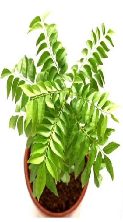 મીઠો લીમડો ખાવાના 8 અદભૂત ફાયદા