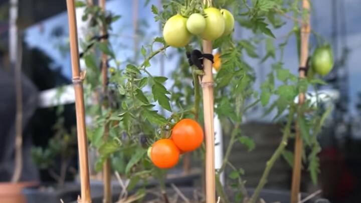 গাছে যে অংশ দু’টিকে জুড়বেন, এক ইঞ্চি করে কেটে নিন। বেশি কাটবেন না, এতে গাছ প্রয়োজনীয় পুষ্টি পাবে না। একই ভাবে আলুর চারাও কেটে নিন। ছবি: The Kiwi Grower/ভিডিও ফুটেজ থেকে সংগৃহীত। (https://www.youtube.com/watch?v=41-59FfmsTA)