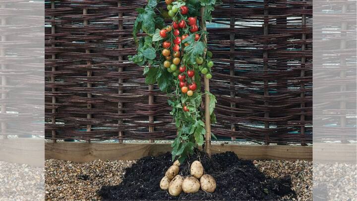 আর এই পদ্ধতি অবলম্বনেই Pomato গাছের সৃষ্টি করেছেন বিজ্ঞানীরা। Pomato শব্দটি এসেছে Potato এবং Tomato মিলিয়ে। নামের সঙ্গে সাযুজ্য রেখেই Pomato গাছে একই সঙ্গে আলু এবং টমেটো ফলানো যায়। ছবি: Discover Agriculture/ভিডিও ফুটেজ থেকে সংগৃহীত।