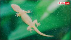 घर के आजू-बाजू भी नहीं फटकेंगी छिपकलियां, आजमाएं ये 10 तरीके