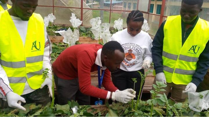 চারা যদি টিকে যায় এবং বাড়তে থাকে, তাহলেই সফল আপনি। দেখবেন, গাছের উপরের অংশে টমেটো ফলছে, মাটির নীচে ফলছে আলু। ছবি: AGRIRESEARCH UNGUKA.