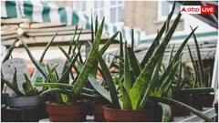 Aloe Vera Side Effects: એલોવેરા સ્કિન માટે વરદાન પણ આ રીતે કરશો અપ્લાય તો થશે નુકસાન