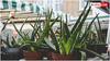 Aloe Vera Side Effects: એલોવેરા સ્કિન માટે વરદાન પણ આ રીતે કરશો અપ્લાય તો થશે નુકસાન