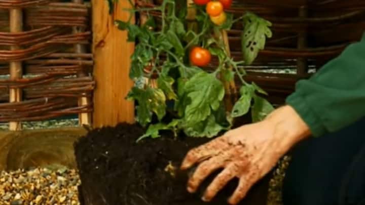 এর পর দু’টি অংশ জুড়ে দিন। টেপ বা পলিথিন দিয়ে মোড়ার আগে খেয়াল রাখবেন, শাখার কেটে নেওয়া অংশ যেন কোনও ভাবে বেরিয়ে না থাকে। এর পর প্রয়োজনীয় সার, মাটির পেস্ট বানিয়ে বেঁধে দিন।