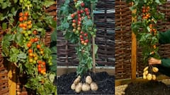Pomato Farming: āĻāĻāĻ āĻāĻžāĻā§ āĻĢāϞāĻā§ āĻāϞ⧠āĻ āĻāĻŽā§āĻā§, āĻā§āϤāĻŋāϤā§āĻŦ āĻŦāĻŋāĻā§āĻāĻžāύā§āϰ, āĻ
āϤā§āϝāύā§āϤ āϞāĻžāĻāĻāύāĻ Pomato āĻāĻžāώ