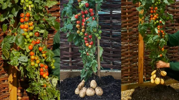 Farming Tips: বাড়িতেই ফলাতে পারেন Pomato. ছবি: ভিডিও ফুটেজ থেকে সংগৃহীত।