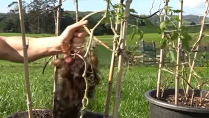 মাটি যেন নরম থাকে, সিক্ত থাকে। সরাসরি সূর্যের আলোয় রাখবেন না। পলিথিনের ভিতর শিকড় বেরোলে বাইরে থেকেই দেখা যাবে। সেই মতো টবে চারা লাগাতে পারবেন। ছবি: The Kiwi Grower/ভিডিও ফুটেজ থেকে সংগৃহীত। (https://www.youtube.com/watch?v=41-59FfmsTA)