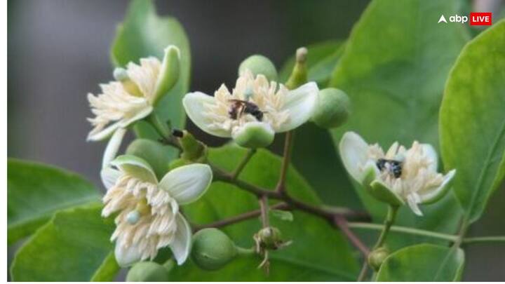 फूल - दुल्हन की चुनरी में फूल बांधकर गांठ लगाई जाती है, कहते हैं इससे उसका जीवन सदा सुंगधित फूलों की तरह महकता रहे, परिवार में वो खुशियों की बहार लेकर आए.