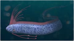 తమిళనాడులో కనిపించిన 'డూమ్స్ డే ఫిష్'.. ఓర్​ఫిష్​తో సునామీ ముప్పు తప్పదా? ఇంట్రెస్టింగ్ ఫ్యాక్ట్స్ ఇవే