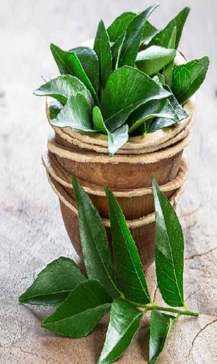 ਕਰੀ ਪੱਤੇ ਨੂੰ ਇਦਾਂ ਕਰੋ ਸਟੋਰ, ਲੰਬੇ ਸਮੇਂ ਤੱਕ ਰਹੇਗਾ ਤਾਜ਼ਾ