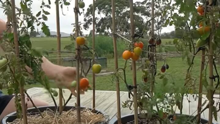 আলু বা টমেটো গাছ সাধারণত জমিতে বসানো হয়। তাই সাধারণ টবে গাছ না বসিয়ে, চ্যাপ্টা কোনও পাত্রে পুরু করে মাটি ভরে গাছ বসাতে পারেন। ছবি: The Kiwi Grower/ভিডিও ফুটেজ থেকে সংগৃহীত। (https://www.youtube.com/watch?v=41-59FfmsTA)