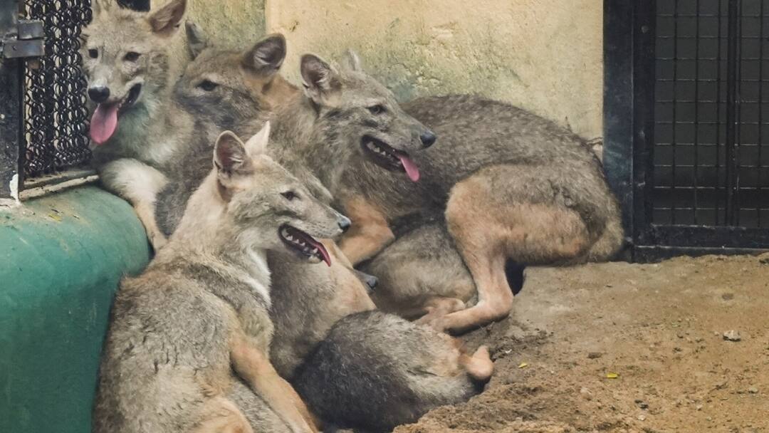 UP Yogi Adityanath government decide to give 4 lakh compensation in case of fox or jackal attack योगी सरकार का बड़ा फैसला, लोमड़ी और सियार के हमले मौत पर मिलेगा 4 लाख का मुआवजा