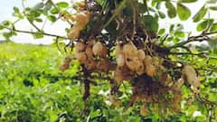 कमाई का नया साधन बनेगी मूंगफली की खेती, इन शहरों में योगी सरकार ने तैयार किया खाका