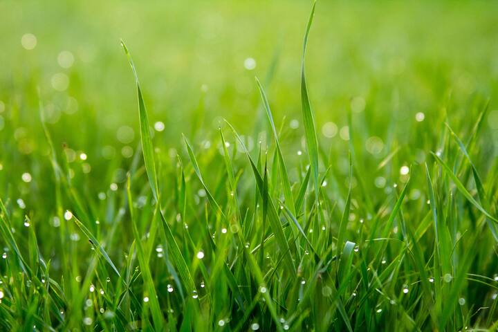 लेमनग्रासमधील अँटीऑक्सिडंट्स त्वचेला मुक्त रॅडिकल्सपासून संरक्षण देतात आणि त्वचा उजळ, तजेलदार आणि टवटवीत दिसते.
