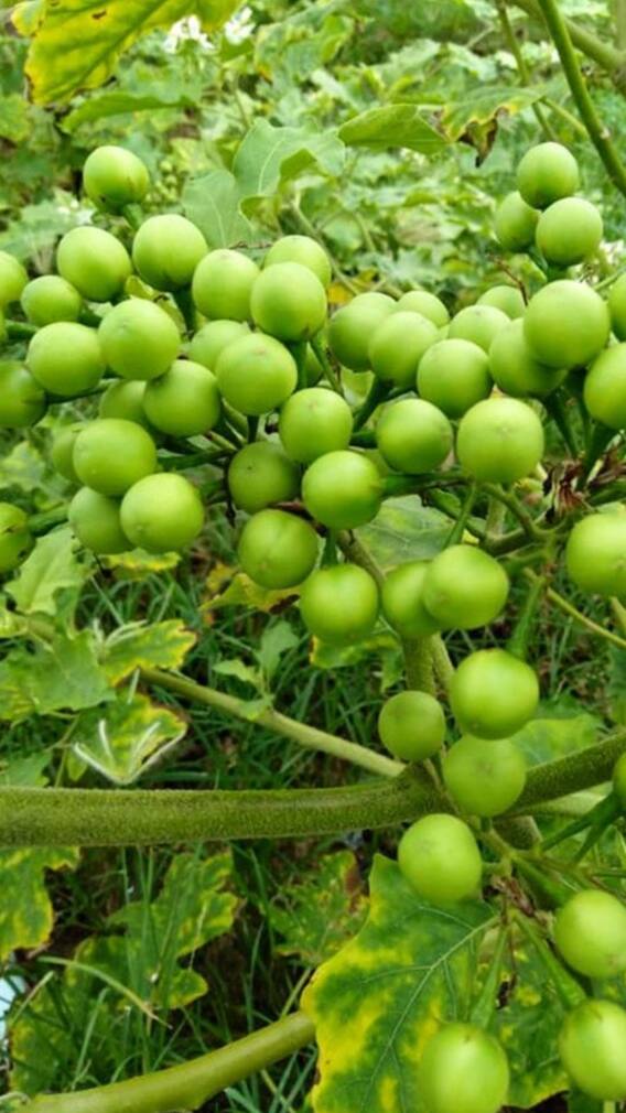 Banana Flower To Moringa: 9 Forgotten South Indian Superfoods