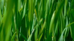 Lemon Grass: घरीच मिळवा स्पा सारखी चमक; जाणून घ्या गवती चहाचे फायदे!