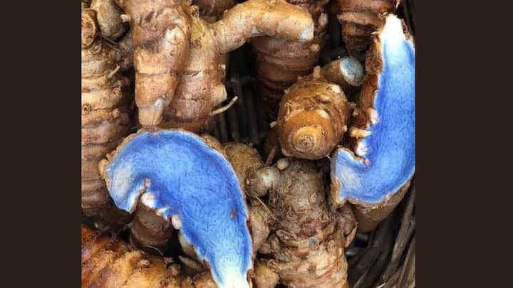 गुप्त नवरात्रि में शनिवार के दिन काली हल्दी की पूजा करें. इस पर सिंदूर लगाकर लाल कपड़े में बांधें और तिजोरी या धन स्थान पर रखें. मान्यता है इससे आर्थिक रूप से चल रही परेशानी जल्द खत्म होने लगती है. शत्रु भी बाधा नहीं डालता.