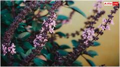 इन बीमारियों के लिए रामबाण इलाज हैं ये 3 हरी पत्तियां, चुटकियों में दूर कर देती हैं हर दिक्कत