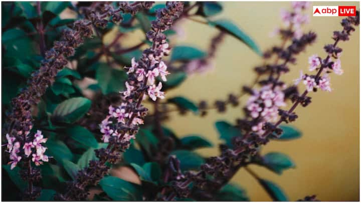 तुलसी में मौजूद एंटीऑक्सीडेंट्स और विटामिन सी शरीर की इम्यूनिटी को मजबूत करते हैं. यह सर्दी, खांसी और वायरल इंफेक्शन से बचाव में मदद करती है. तुलसी की चाय पीने से गले की खराश और सांस की तकलीफ में राहत मिलती है.