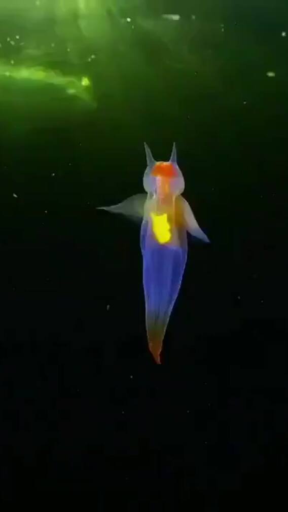 9 Amazing Animals With Transparent Bodies