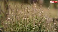 इन बीमारियों के लिए रामबाण इलाज हैं ये 3 हरी पत्तियां, चुटकियों में दूर कर देती हैं हर दिक्कत