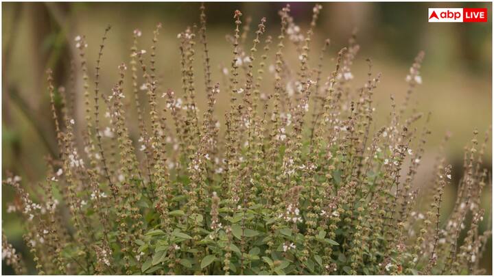 होली बेसिल के नाम से मशहूर तुलसी भारतीय संस्कृति में पूजनीय है और आयुर्वेद में भी इसे खास जगह दी गई है. तुलसी की पत्तियों में विटामिन ए, सी, के, मैग्नीशियम, आयरन और एंटीऑक्सीडेंट्स जैसे फ्लेवोनॉइड्स और पॉलीफेनॉल्स काफी ज्यादा होते हैं, जो शरीर को कई बीमारियों से बचाते हैं.