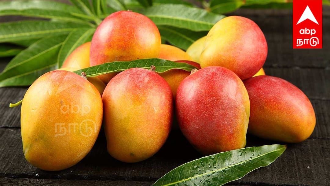 தமிழக மா விவசாயிகள் வேதனை: ஆந்திராவில் மாம்பழ கொள்முதல் தடை! அரசு நடவடிக்கை தேவை