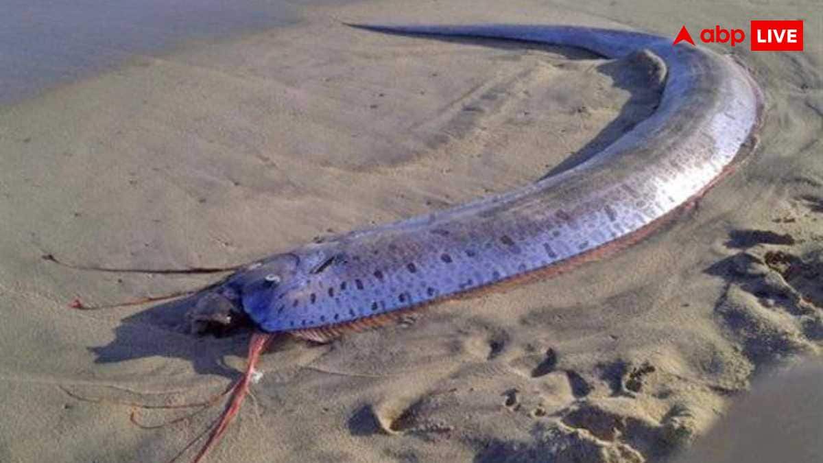 'डूम्सडे' मछली को क्यों कहा जाता है तबाही का संकेत, जानें किसने की थी कयामत की भविष्यवाणी