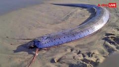 'डूम्सडे' मछली को क्यों कहा जाता है तबाही का संकेत, जानें किसने की थी कयामत की भविष्यवाणी