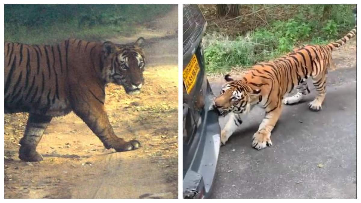 100 மீட்டர் தூரத்திற்கு இழுத்து சென்று கடித்து குதறிய புலி.. துடிதுடித்து இறந்த பெண்!