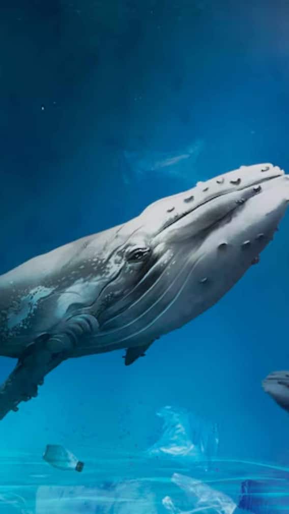 कितना बड़ा होता है व्हेल मछली का दिल?
