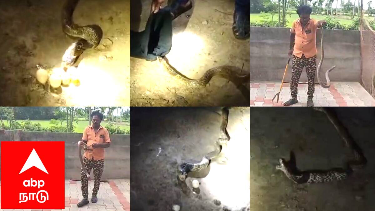 "ஆத்தி எத்தாதன்டி" சீர்காழியில் பரபரப்பு! கோழி முட்டைகளை விழுங்கிய கருநாகம், வைக்கோலில் சிக்கிய நல்ல பாம்பு மீட்பு!