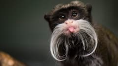 From Capuchins To Mandrills — 10 Amazing Monkey Species From Around The World