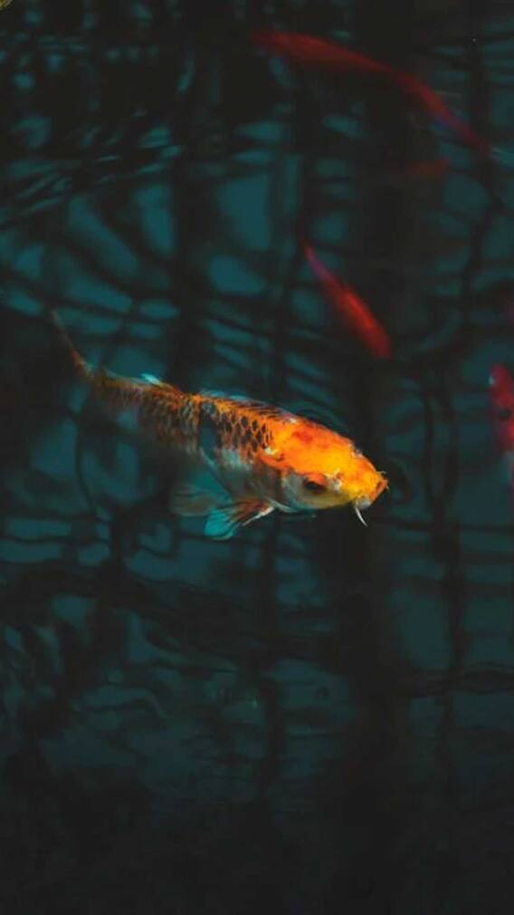 ये है दुनिया की सबसे मनहूस मछली