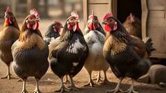 நாட்டுக்கோழிப் பண்ணை அமைக்க 50% மானியம் - விண்ணப்பிப்பது எப்படி?