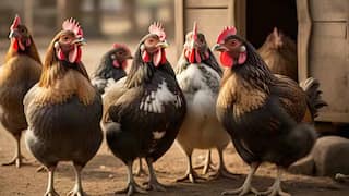 நாட்டுக்கோழிப் பண்ணை அமைக்க 50% மானியம் - விண்ணப்பிப்பது எப்படி?