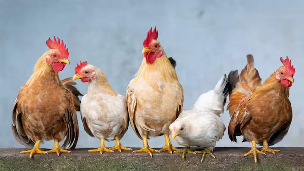 நாட்டுக்கோழிப் பண்ணை அமைக்க 50% மானியம் - விண்ணப்பிப்பது எப்படி?